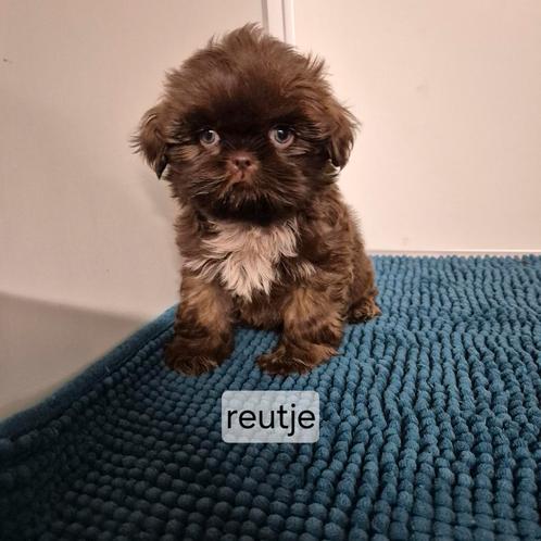lieve mooie raszuivere choco shih tzu pups, Dieren en Toebehoren, Honden | Chihuahua's en Gezelschapshonden, Meerdere dieren, Overige rassen
