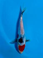 Maruten Doitsu Showa 16-20cm Kase Japanse koi, Dieren en Toebehoren, Karper of Koi