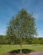 GRATIS bomen kappen of snoeien, Tuin en Terras, Ophalen of Verzenden, Volle zon, Overige soorten