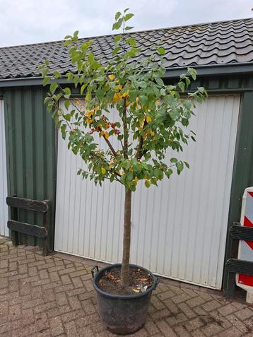 Malus Sierappeltje - Prachtige Boom voor uw Tuin! beschikbaar voor biedingen