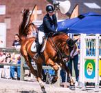 Training aangeboden pony‘s en paarden, Dieren en Toebehoren, Paarden, Merrie, Dressuurpaard, 3 tot 6 jaar