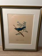 Ingelijste prent ingekleurde vogel, Antiek en Kunst, Ophalen of Verzenden