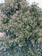 KERSTTAKKEN, Diversen, Ophalen