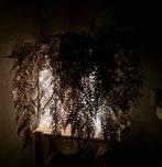 2 flessen met glitter Asparagus takken, Huis en Inrichting, Ophalen of Verzenden