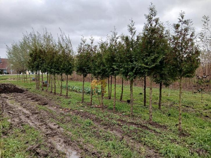 Te koop hoogstam coniferen, Tuin en Terras, Planten | Bomen, Ophalen of Verzenden