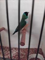 Gouldamadine mag verhuizen, Mannelijk