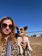 bruno zoekt baasje stichting Tigger foundation, Dieren en Toebehoren, Honden | Niet-rashonden, Particulier, Rabiës (hondsdolheid)