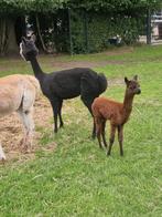 Prachtige Alpaca merrie met veulen, Dieren en Toebehoren, Overige Dieren, Vrouwelijk, Voor 1 juli 2024
