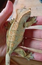 Wimpergekko vrouw, Dieren en Toebehoren, Hagedis, Tam, 3 tot 6 jaar