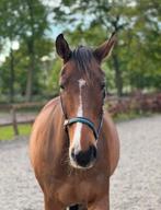 Gezocht: stalling/weidegang voor lieve ruin, Dieren en Toebehoren, Stalling en Weidegang, Stalling