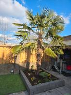Palm, Tuin en Terras, Planten | Bomen, Bloeit niet, 100 tot 250 cm, Palmboom, Ophalen