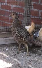 Goudfazant haan, Dieren en Toebehoren, Mannelijk, Overige soorten