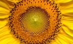 Bio zaden Zonnebloem - Helianthus annuus, Tuin en Terras, Verzenden, Voorjaar, Volle zon, Zaad