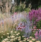 Salvia, salie kleuren roze,paars,wit P9, Tuin en Terras, Planten | Tuinplanten, Ophalen