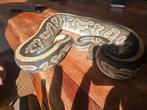 Orange dream yellowbelly mojave, Dieren en Toebehoren, Reptielen en Amfibieën, Slang, 0 tot 2 jaar