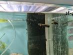 Zwarte Arowana, Osteoglossum Ferreirai, Vis, Zoetwatervis