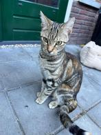 Europese korthaar poes zoekt een nieuw thuis, Dieren en Toebehoren, Poes
