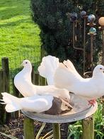 spierwitte pauwstaart duiven, samen 20 euro, Overige soorten