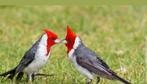 Gezocht koppel roodkuifkardinalen, Dieren en Toebehoren, Pluimvee, Meerdere dieren, Eend