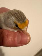 Bastaard putter mannen,2025., Dieren en Toebehoren