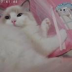 Lally Doll Jerry mag uitdekkingen doen, 0 tot 2 jaar