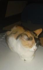Twee zusjes gratis Idem en nova, Dieren en Toebehoren, Katten en Kittens | Overige Katten, Poes, Kortharig, 0 tot 2 jaar