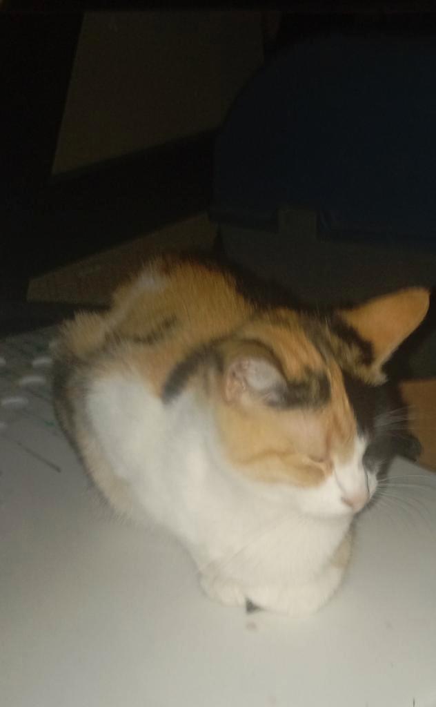 Twee zusjes gratis Idem en nova, Dieren en Toebehoren, Katten en Kittens | Overige Katten, Kortharig, Poes, 0 tot 2 jaar