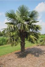 trachycarpus fortunei zaden 100 stuks, Tuin en Terras, Bloembollen en Zaden, Ophalen of Verzenden, Gehele jaar, Volle zon, Zaad