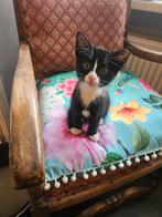 Mooie stoere super lieve boerderij kittens 100 euro
