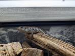 Trachylepis dichroma / zebra skink 0.1 2025, Hagedis, 0 tot 2 jaar