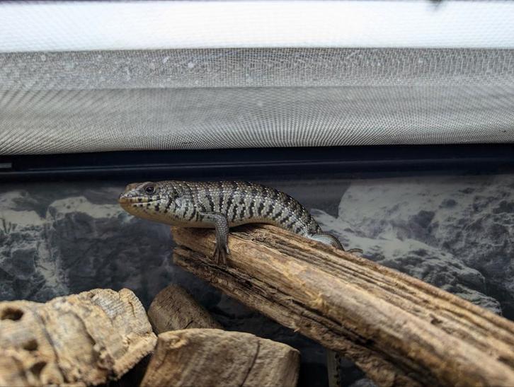 Trachylepis dichroma / zebra skink 0.1 2025, Dieren en Toebehoren, Reptielen en Amfibieën, Hagedis, 0 tot 2 jaar