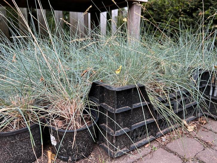 Siergrassen 3 soorten, Tuin en Terras, Planten | Tuinplanten, Siergrassen, Volle zon, Zomer, Ophalen