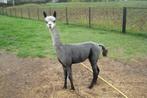 alpaca, Dieren en Toebehoren, Overige Dieren, Oktober, Mannelijk