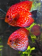 Discussen en andere vissen in 1 koop tekoop, Dieren en Toebehoren, Vissen | Aquariumvissen, Vis