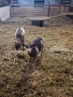 Dwerggeiten te koop, Dieren en Toebehoren, Schapen, Geiten en Varkens, Meerdere dieren, Schaap