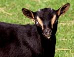 dwergbokje GEZOCHT met lichte oogjes, Dieren en Toebehoren, Schapen, Geiten en Varkens, Mannelijk, Geit, 0 tot 2 jaar