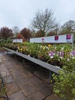 Azalea japonica in soorten, Overige soorten, Minder dan 100 cm, Struik, Ophalen