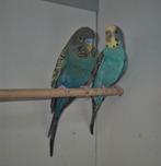 Koppel Blackface split blackwing, Dieren en Toebehoren, Vogels | Parkieten en Papegaaien, Meerdere dieren, Parkiet, Geringd