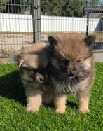 Te koop hele mooie Dwergkees pups (pomeriaan), Dieren en Toebehoren, Nederland, Keeshond, CDV (hondenziekte), 8 tot 15 weken
