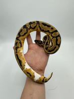 1.0 piebald het axanthic VPI - Python regius, Dieren en Toebehoren, Reptielen en Amfibieën, Slang