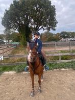 Stalling en/of weidegang gezocht‼️‼️, Dieren en Toebehoren