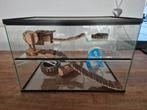 Gerbil / hamster terrarium 60 x 40 x 40, Minder dan 75 cm, Zo goed als nieuw, Hok, Ophalen