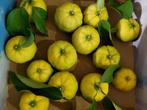 yuzu citrus zaden, Tuin en Terras, Ophalen of Verzenden, Gehele jaar, Volle zon, Zaad