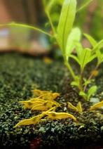 Gele citroengarnalen, Dieren en Toebehoren, Vissen | Aquariumvissen