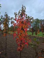 Liquidambar worplesdon amberboom 2m hoog, Tuin en Terras, Planten | Bomen, Ophalen, Overige soorten, 100 tot 250 cm