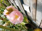 Zaden van dubbelbloemige stokroos kleur rose, Ophalen of Verzenden, Gehele jaar, Halfschaduw, Zaad