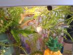 Jonge guppen, mannetjes en vrouwtjes guppy's, Dieren en Toebehoren, Vissen | Aquaria en Toebehoren, Ophalen, Nieuw