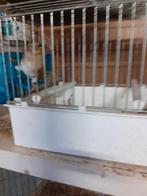 Bastaard putter 2025 geringd, Dieren en Toebehoren, Vogels | Hokken en Kooien, Ophalen