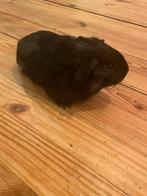 Schattige jonge cavia zoekt nieuw thuis!, November, Mannelijk, Cavia