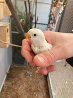 2 jonge agapornissen goed tam te maken, Dieren en Toebehoren, Vogels | Parkieten en Papegaaien, Geslacht onbekend, Geringd, Dwergpapegaai of Agapornis